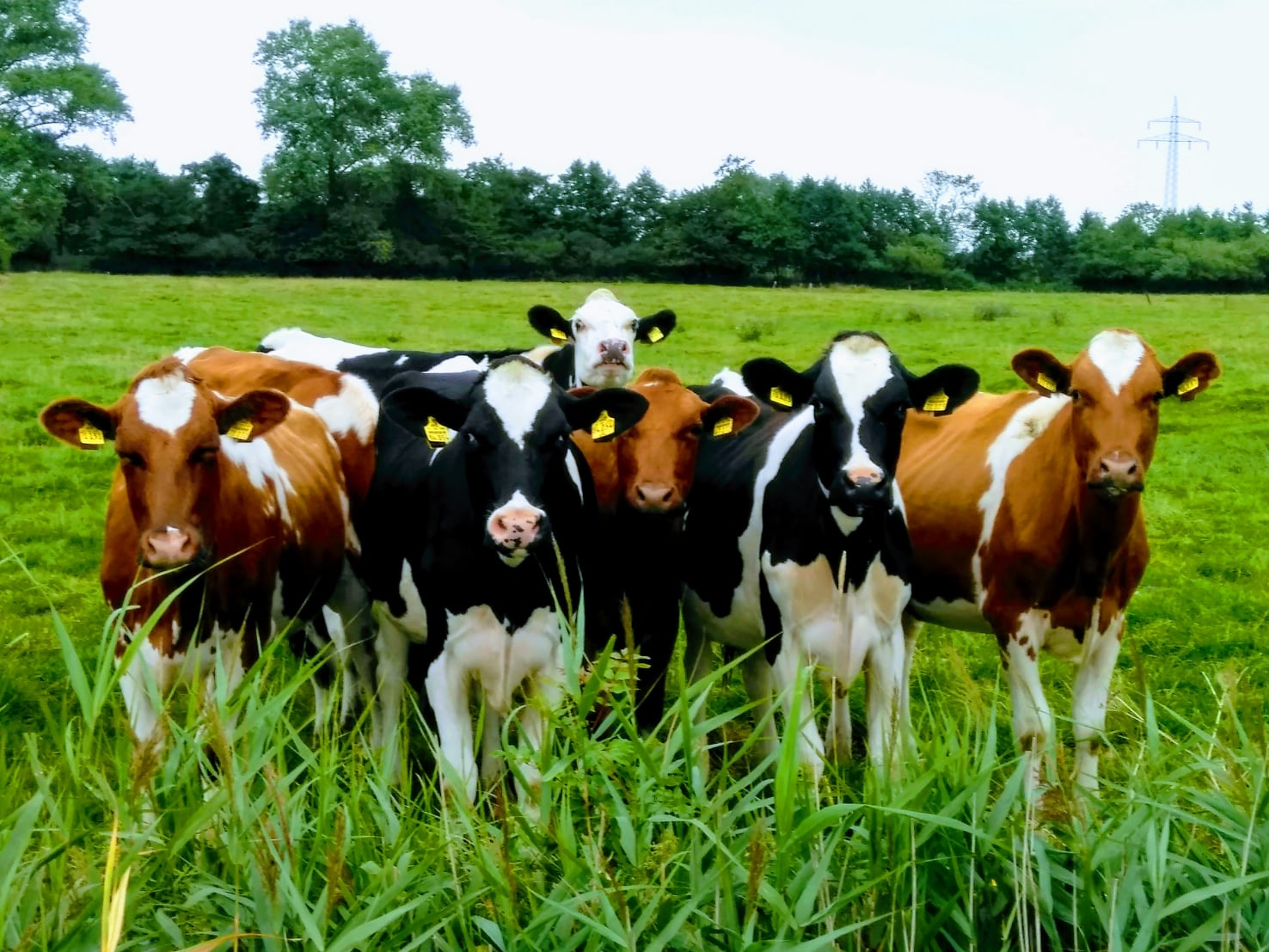 Grünes Ostfriesland mit Kühen auf Weiden und Wiesen: Gemeinschaft auch auf Reisen.