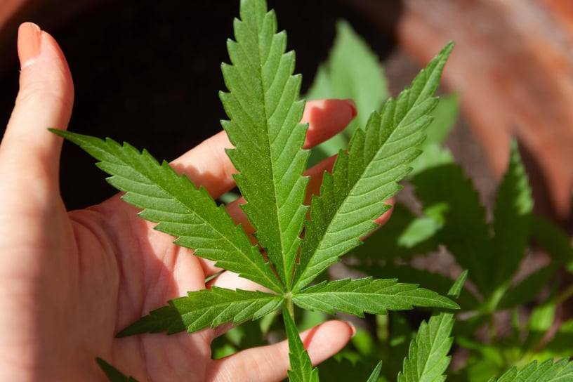 Medizinisches Cannabis als Teil medizinisch betreuter Kuren.