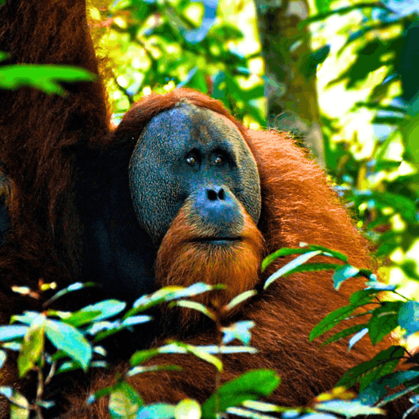 Orang Utan im Urwald.