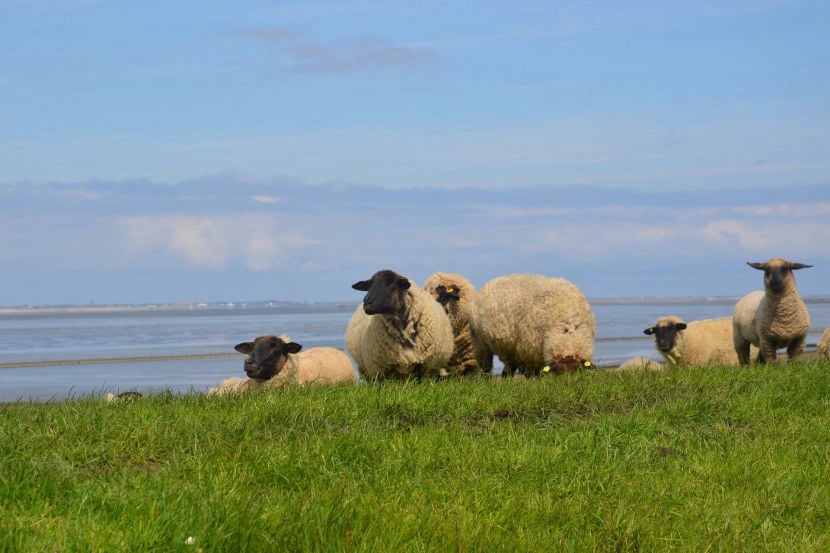 Friedlich genießen Schafe das entspannte Leben am Deich.