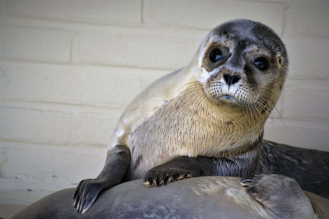 Seehunde und Robben in Ostfriesland in der Seehundstation: Leben pur!